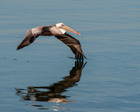Pelican at Point Isabel