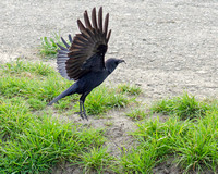Crow with a twig
