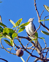 Mockingbird in a Walnut Tree