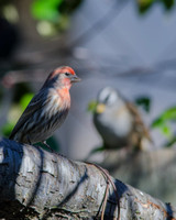 Finch with a glint