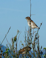 Morning Sparrow 1