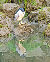 Black-capped Night Heron reflected 2