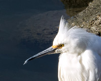 Snowy Egret 6. Portrait of a predator copy