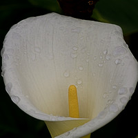 Lily with Raindrops
