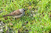 Sparrow1